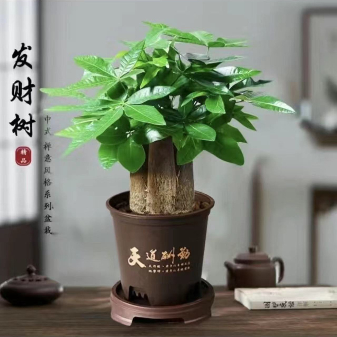 árboles ricos pequeñas plantas de maceta flores verdes plantas de oficina absorción de formaldehído árboles hidropónicos de bambú de lapis verde buena alimentación maceta