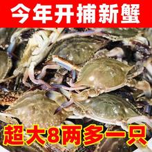 梭子蟹大3斤装4只舟山鲜活冷冻新鲜大海螃蟹白蟹海鲜跨跨境代发