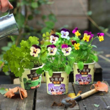 С���rֲ�����ԃ�ͯDIY�Nֲ��ߴ�ɫ�M�@ϵ��24��Ʒ�NС�������l