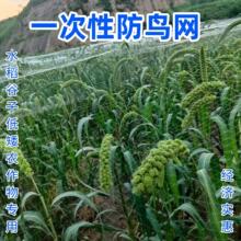 水稻一次性防鸟网小孔豆丹防鸟网农田防鸟网菜园一次性防鸟带边线