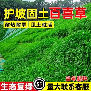 Broad-Leaf Grass, Bahia Grass Seeds, Slope Greening Grass Seeds, Heat-Resistant, Drought-Resistant, Salt-Tolerant, Slope Protection, Soil-Fixing Lawn Seeds