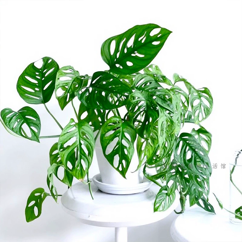 Фея пещера Бамбуса Черепаха в горшке альпинистские цветы Крытый офис Рабочий стол Гостиная Северный ветер засухоустойчивые зеленые растения