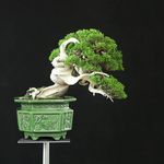 陶瓷高温冰裂浮雕绿植造景大花盆真柏迎客松四方八方大号石湾盆