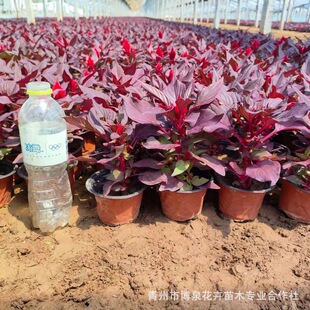 �r��ݻ��t�~һ֧�P ���ع�؛���Թ����u�ڻ���ľ���^������