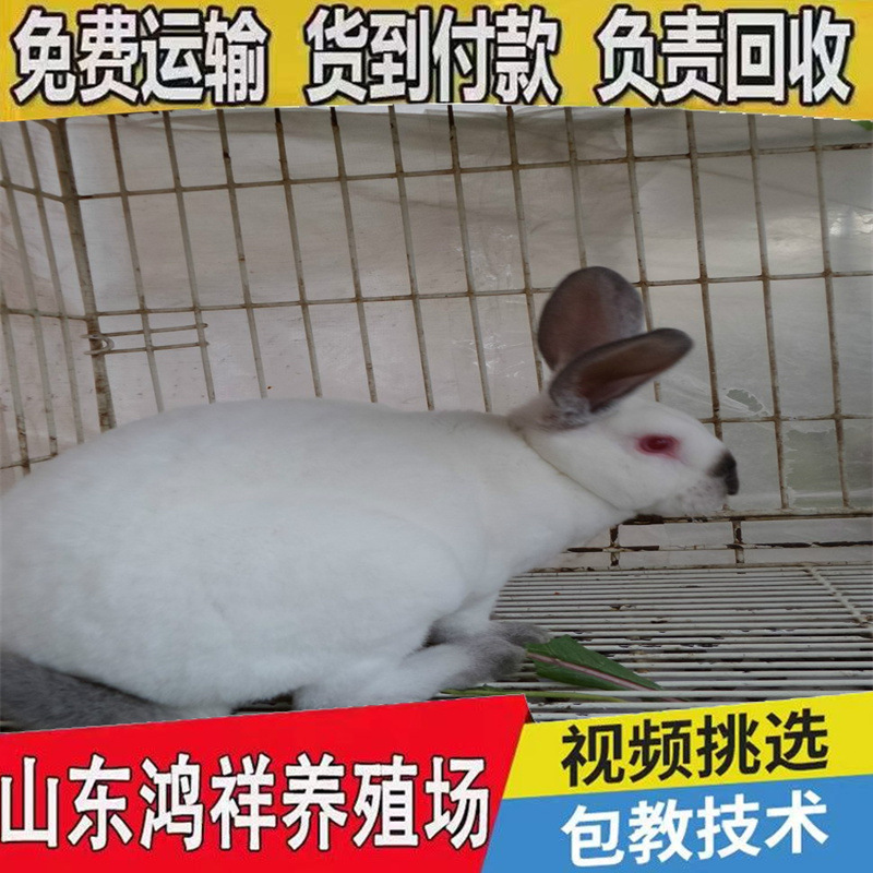 970_23585720-3009-gfmk-g13n-n2