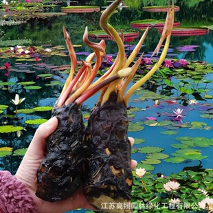 ˮ��˯ɏ���~��ͥԺ������ؾ��^��ѿ˯ɏ���K���o