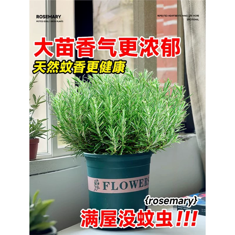 Розмариновые рассады в горшках, съедобные растения от комаров, ванильные и мятные рассады, гидропонные цветы, зеленые растения для дома, жареный стейк.
