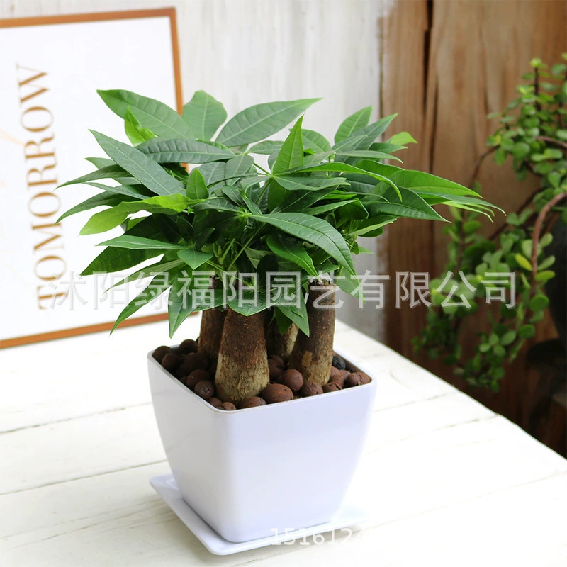 Белая пальма, гладкая парусность, горшечное растение денежное дерево, легко выращиваемое зеленое растение, офисная настольная гидропонная почвенная культура, растение с золотым бриллиантом