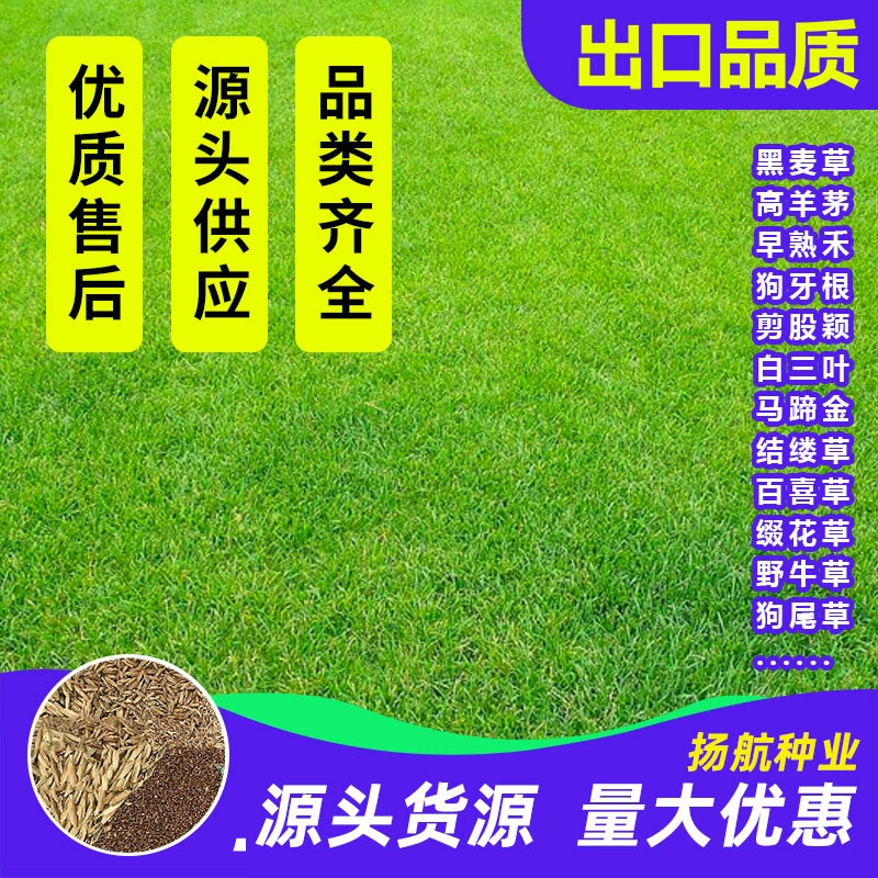 Семян Газона Высокий Овсяная Bermudagrass Ryegrass Sijiqing Бермудские Острова Poa pratensis Белый Клевер Защита на склоне Семена травы