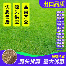 草坪种子高羊茅狗牙根黑麦草四季青百慕大早熟禾白三叶草护坡草籽