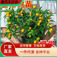 һ�����l��ۘ������Ԏ�����Ƥ�������ʳ����û����ļ������҃�