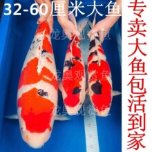 精品锦鲤鱼纯种庭院养大鱼观赏鱼红白大正三色昭和冷水淡水鱼好养