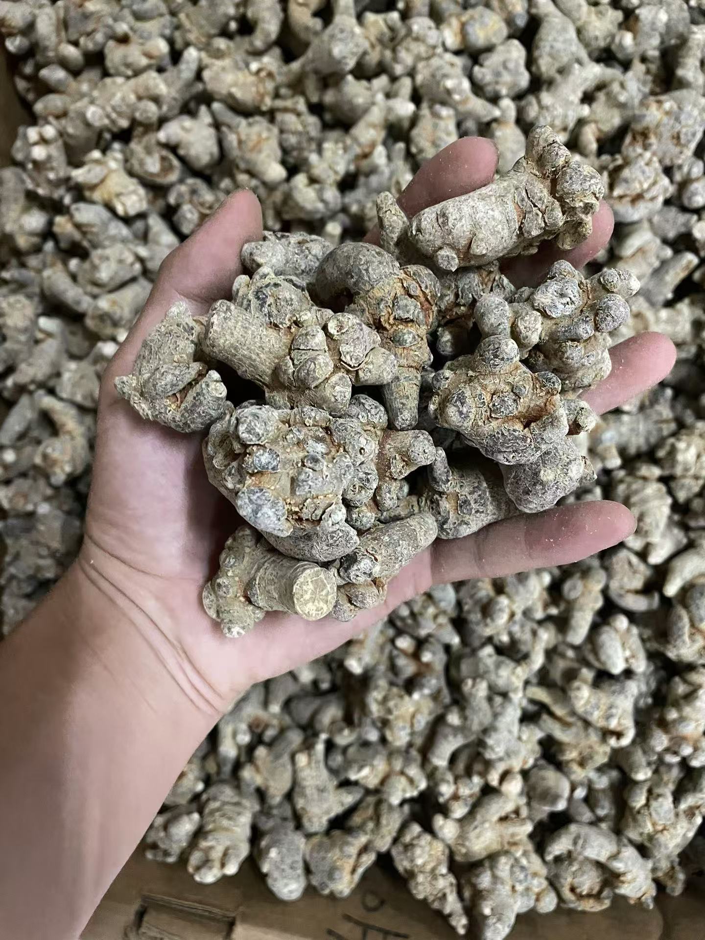 Dried Notoginseng Root Heads from Yunnan Wenshan Sanqi Tianqi Herbal Decoction Pieces 250g key features