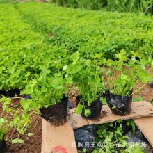 白三叶工程绿化苗园林设计  三叶草护坡复绿四季常青庭院绿化批发