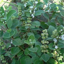 �²�ș�ķN�����G�N�����G���������N��ɳ���Ӱ׻��������{�˷N��