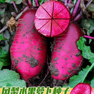 �P��ˮ���}���N�Ӹ߮a�t���}���N�ѼtƤ�t���}�������ļ��߲˷N��