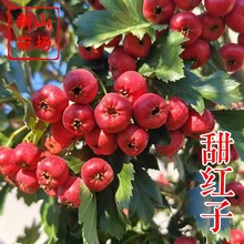 ����t��ɽ高��硿��ڹ���С����ζ�����Ի��Y���ͺ�����ɽ���