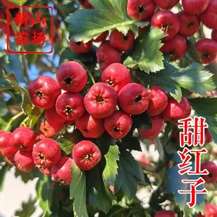 ����t��ɽ高��硿��ڹ���С����ζ�����Ի��Y���ͺ�����ɽ���