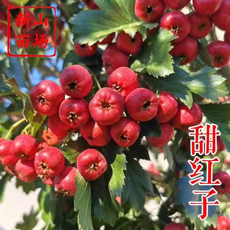 【甜红子山楂树苗】甜口果个小中熟味道好自花结果耐旱果树山楂苗