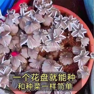 �¿�a�u�����N��Ұ��������ԭ�N���l�̨���Լ�ͥ��ʳ��