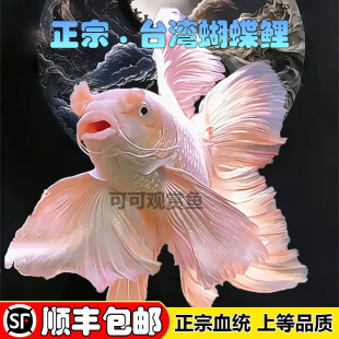 ̨����������ˮ�^�p�~���ڪ{���^ʯ��׶����Lβ�\������w���~