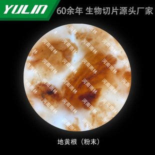 Rehmannia glutinosa root (powder) for histopathological paraffin slide microscope