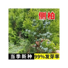 优质新采侧柏种子侧柏树种子柏树种子扁柏种子散装野生育苗林木籽