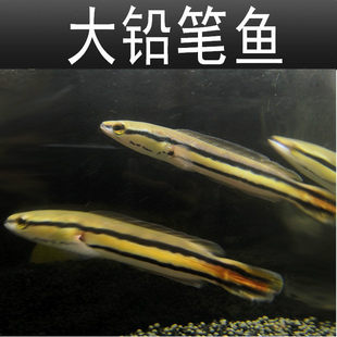 ���U�P�~���~������С���k��������������ʳ���~�Ꭷ�^�p�~