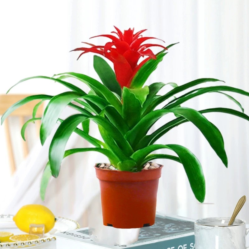 행운을 빌어요 [오리지널 냄비] + 영양액