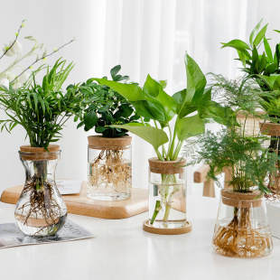 Transparent Simple Creative Hydroponic Plant Glass Vase Water Raising Green Rose Nine Lilixiang Luo Han Pine Potted Vase