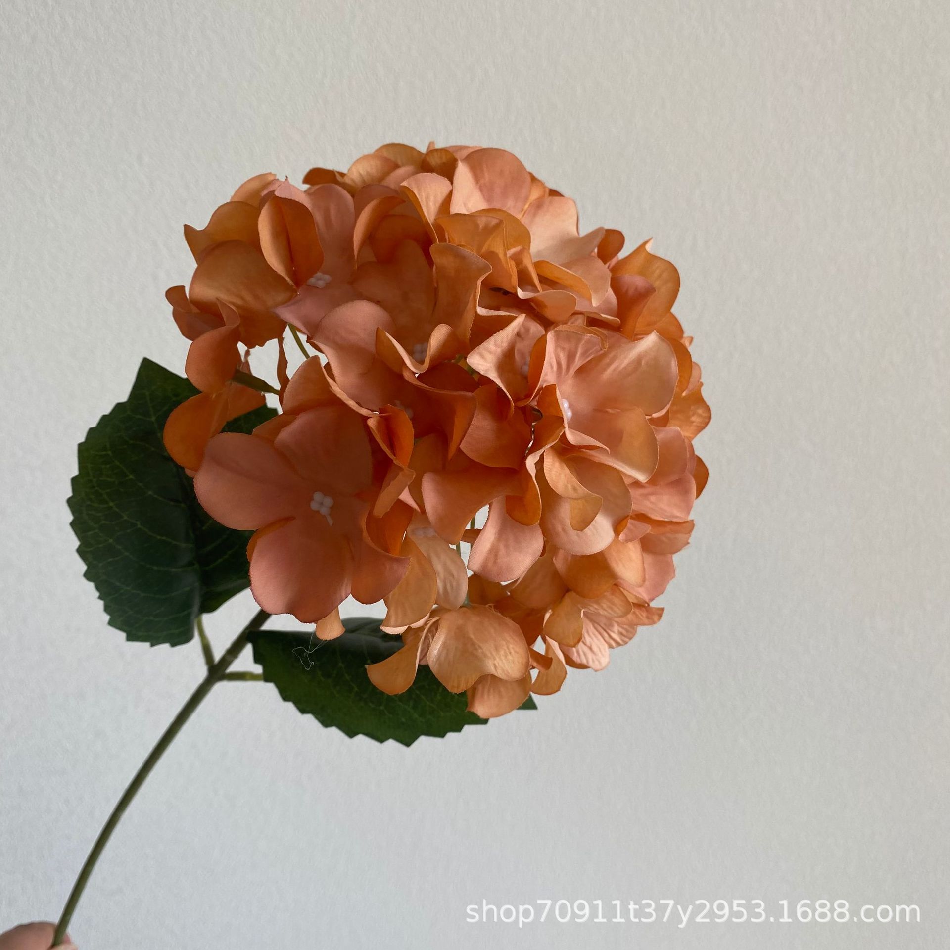 가을 국화 색