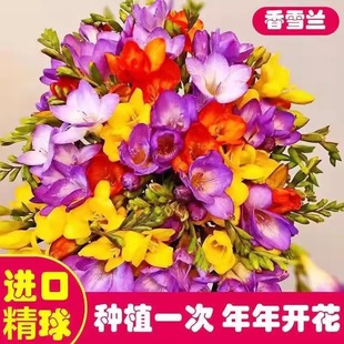 �M����ѩ�m�N���ذ�С�n�m���B���^���������r��ֲ��N�����