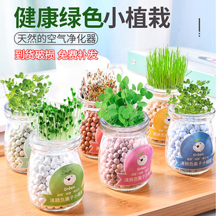 Hydroponic Potted Plant DIY Creative Negative Ion Green Plant Office Desktop Small Bonsai Radiation-Proof Mini Plant