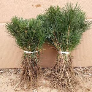 �G����ľ�ɘ����С��ͥԺ��������ɘ����ļ������辰ֲ���ɘ���