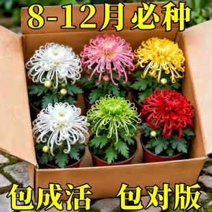 ��ջ����ͺ��͟�ջ����Ծ��¾պ��m�ս�z���҃��⻨��