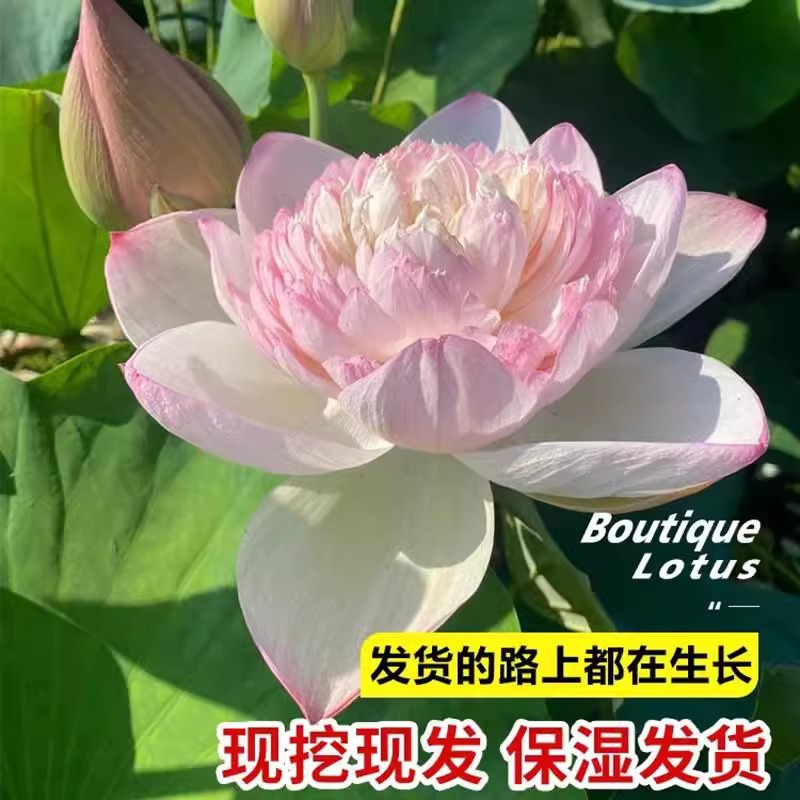 荷花盆栽水养莲花藕种苗重瓣花卉多季观赏水培池塘缸栽睡莲蓬种根