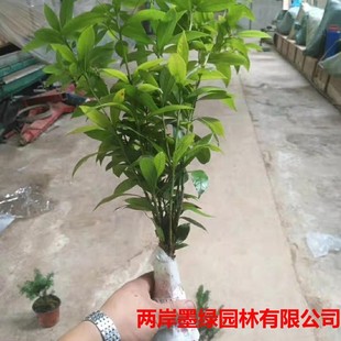 ���l ��z�ľ���� �ľ��r�� ľ�Ę� �ṩ�Nֲ���g