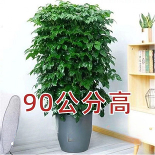 Large Happy Tree Green Treasure Potted Plant Office Living Room Large Living Room Bonsai Flowers and Green Plants Opening Gifts