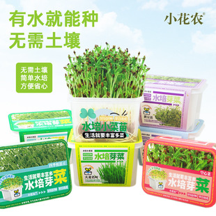 Hydroponic sprouts children's educational science and education toys vegetable and fruit plants green bean sprouts four-season beans children's planting pot
