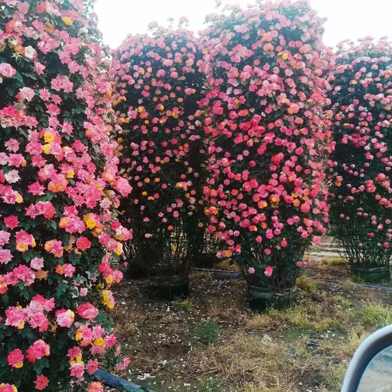 月季造型基地批发 种植精品柱子月季盆栽 柱子款式形状月季树苗