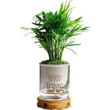 ���仨Ҭ������ˮ��Gֲ���ܴ���ֲ��ɢβ�������������Pβ���F