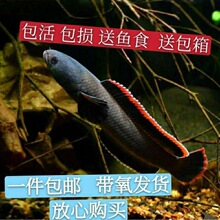 �^�p�~���w������ˮ�~Ұ���������B��ˮ�~�ʺ������~�������~ʳ