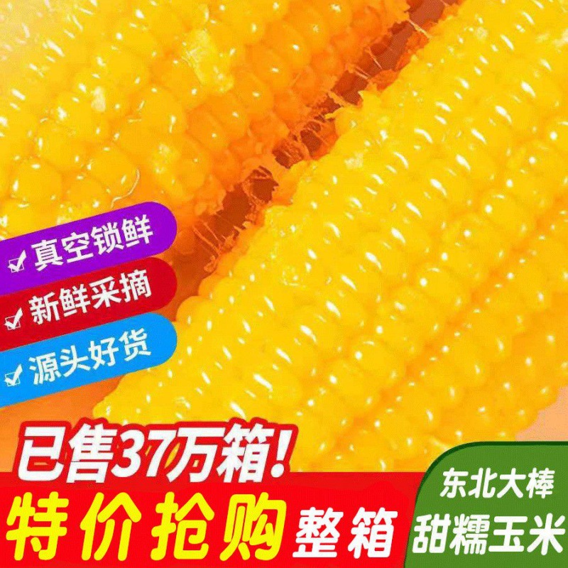 玉米东北黄糯粘新鲜糯玉米真空包装即食黑玉米代餐甜糯玉米棒跨境