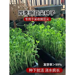 �㶹��N�߲��㶹�N�Ѽ�ѿ��˷N�ӷN���ļ��Nֲ���붹�N�붹����