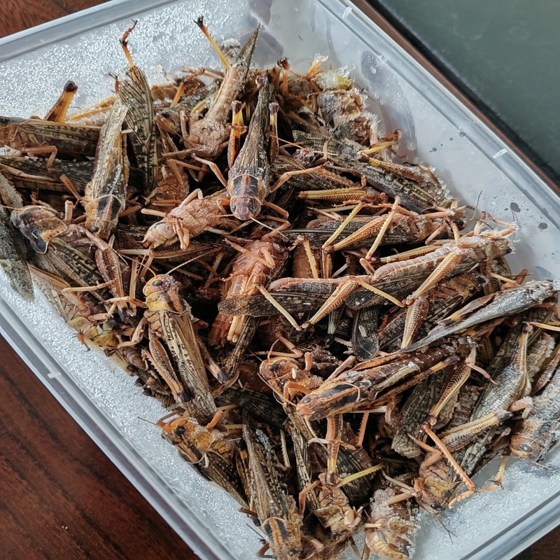 新鲜蚂蚱活体速冻油炸蚂蚱蝗虫食用昆虫蚱蜢速冻带籽混合去翅膀