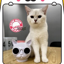 TYTCT8èͷ�������������������쳬�ص�����������С���ڿɰ�����