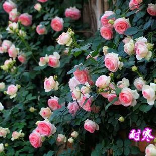 �Nޱ��������ֲ���ٱ��¼��ļ��_�����ش������õ������ͥԺ�̨