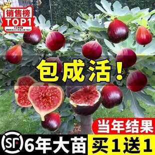 Fig Tree Fruit Seedling Boji Red Large Fruit with Fruit Dwarf Potted Four Seasons South North Year Fruiting with Soil