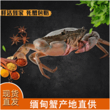 零售鲜活缅甸蟹 青蟹 清蒸蟹 红膏母蟹2.5-3.0两/只 2斤大概7只