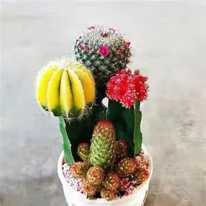 Plantas suculentas cactus plantas en maceta cactus de oficina planta en maceta cactus plantas en maceta flores en maceta